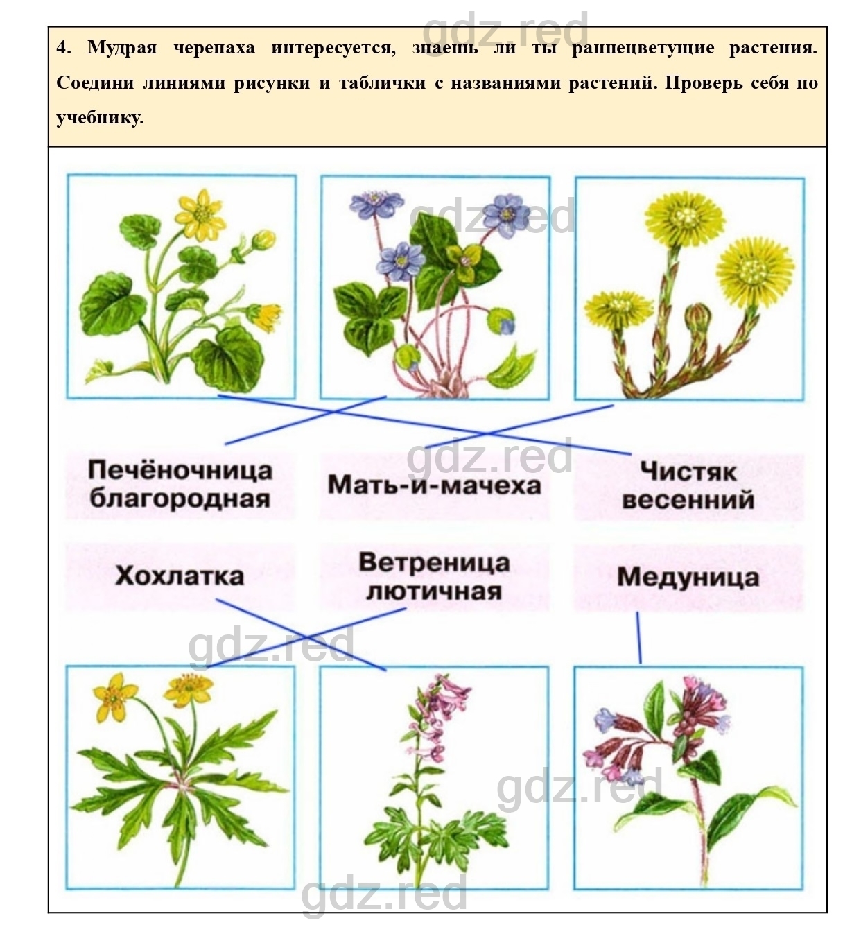 Страница 45 — ГДЗ по Окружающему миру для 2 класса Рабочая тетрадь Плешаков  А.А. Часть 2. - ГДЗ РЕД