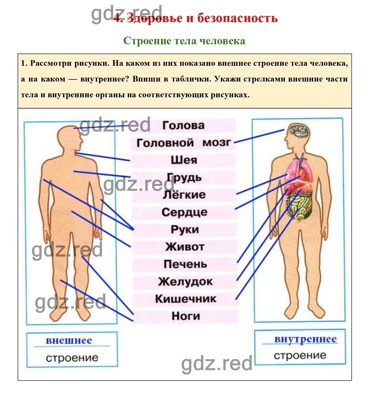 гдз строение человека (100) фото