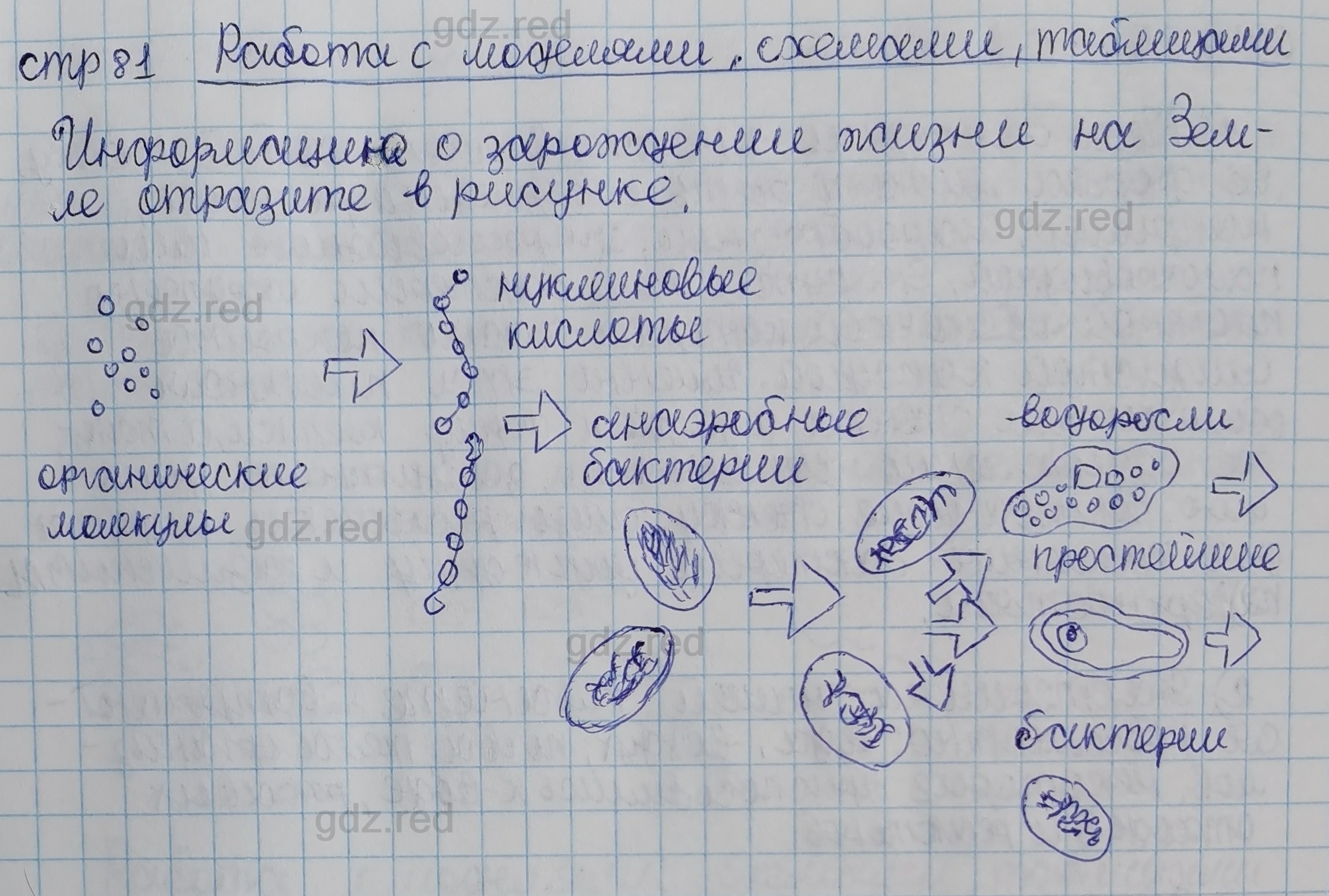 Параграф 16- ГДЗ Биология 5 класс Учебник Сивоглазов, Плешаков - ГДЗ РЕД