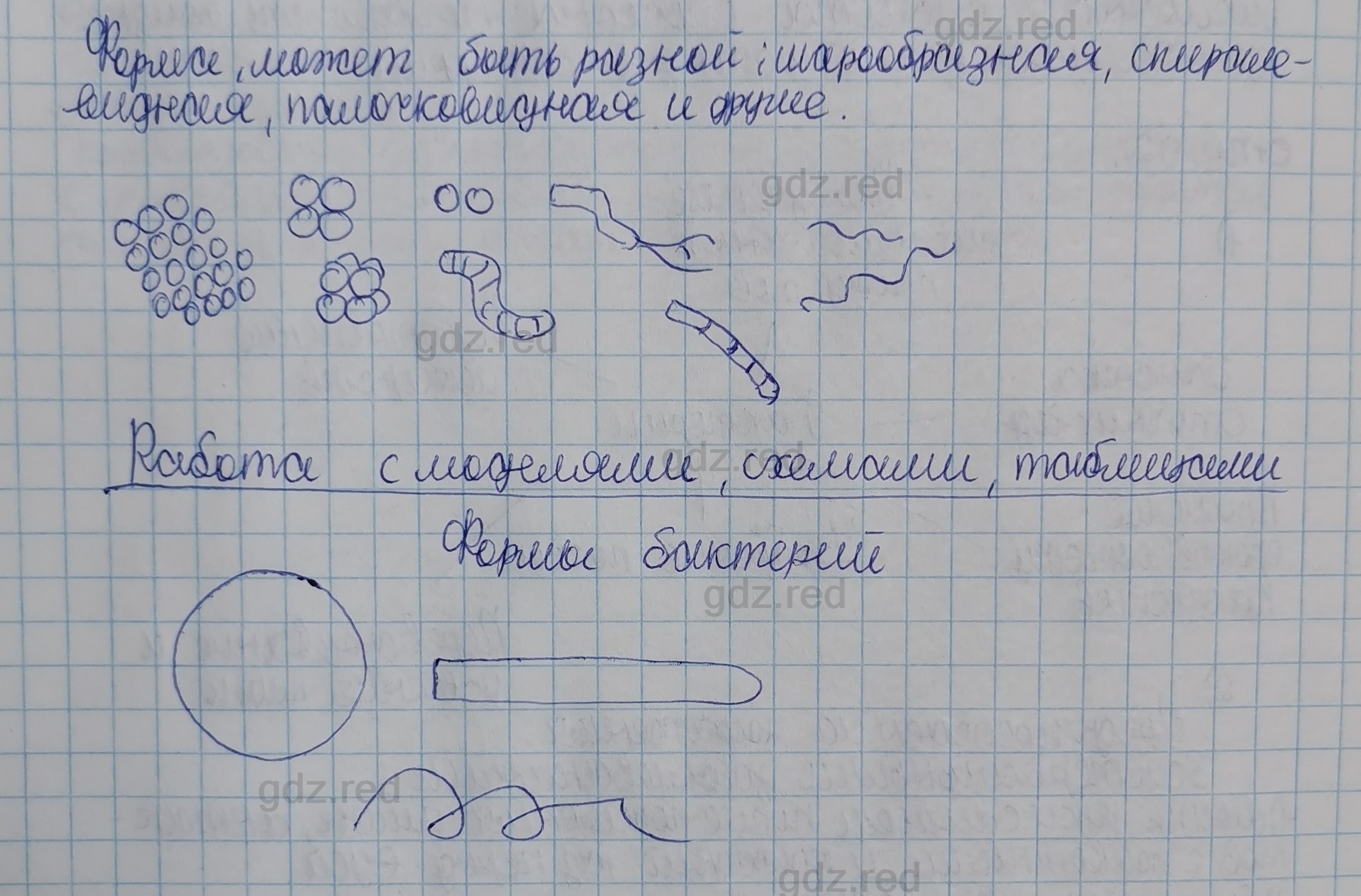 Параграф 17- ГДЗ Биология 5 класс Учебник Сивоглазов, Плешаков - ГДЗ РЕД